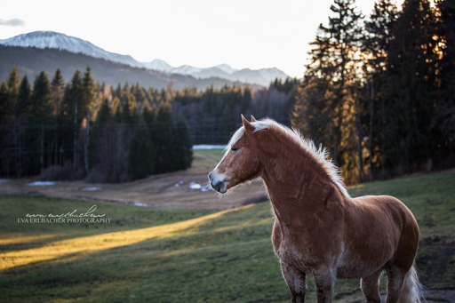 Eva Erlbacher Photography | Pferdefotografie | Tierfotograf auf alleFotografen
