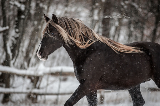 Eva Erlbacher Photography | Pferdefotografie | Fahrzeugfotograf auf alleFotografen