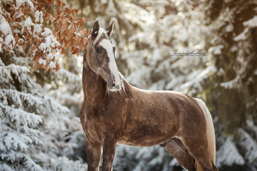 Eva Erlbacher Photography | Pferdefotografie | Pressefotograf auf alleFotografen