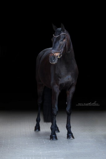Eva Erlbacher Photography | Züchter / Händler | Landschaftsfotograf auf alleFotografen