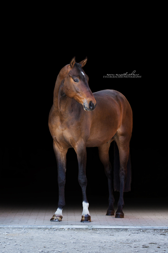 Eva Erlbacher Photography | Züchter / Händler | Imagefotograf auf alleFotografen