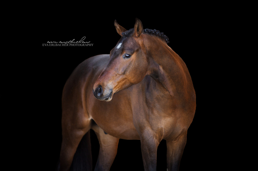 Eva Erlbacher Photography | Züchter / Händler | Pferdefotograf auf alleFotografen