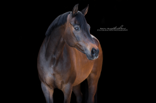 Eva Erlbacher Photography | Züchter / Händler | Werbefotograf auf alleFotografen