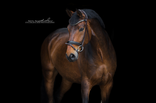 Eva Erlbacher Photography | Züchter / Händler | Werbefotograf auf alleFotografen