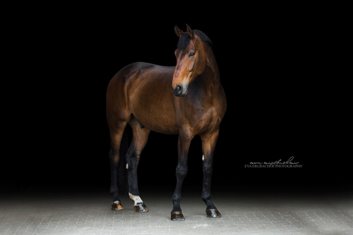 Eva Erlbacher Photography | Züchter / Händler | Tierfotograf auf alleFotografen
