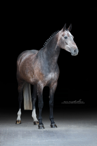 Eva Erlbacher Photography | Züchter / Händler | Imagefotograf auf alleFotografen