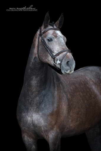 Eva Erlbacher Photography | Züchter / Händler | Pferdefotograf auf alleFotografen