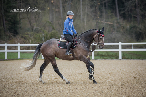 Eva Erlbacher Photography | Züchter / Händler | Fahrzeugfotograf auf alleFotografen