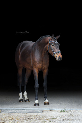 Eva Erlbacher Photography | Züchter / Händler | Pferdefotograf auf alleFotografen