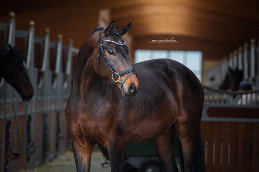 Eva Erlbacher Photography | Züchter / Händler | Sportfotograf auf alleFotografen