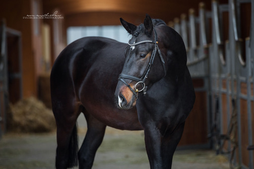 Eva Erlbacher Photography | Züchter / Händler | Imagefotograf auf alleFotografen