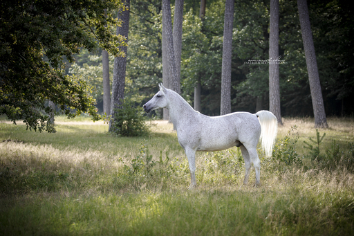 Eva Erlbacher Photography | Pferdefotografie | Werbefotograf auf alleFotografen
