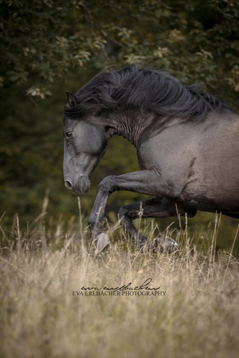 Eva Erlbacher Photography | Pferdefotografie | Pferdefotograf auf alleFotografen