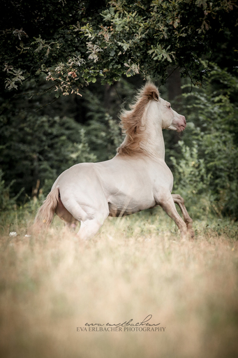 Eva Erlbacher Photography | Pferdefotografie | Pferdefotograf auf alleFotografen