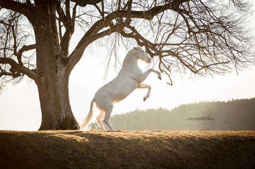 Eva Erlbacher Photography | Pferdefotografie | Landschaftsfotograf auf alleFotografen