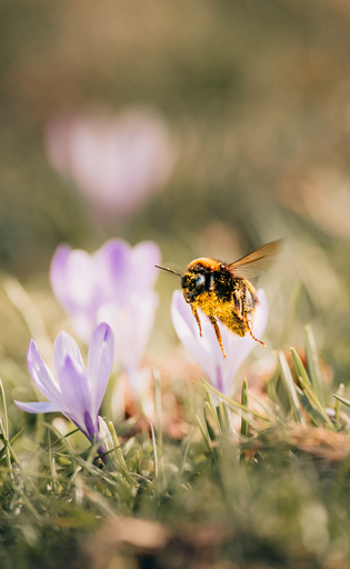 Nico Bogenreuther | Tierisch wild | Tierfotograf auf alleFotografen