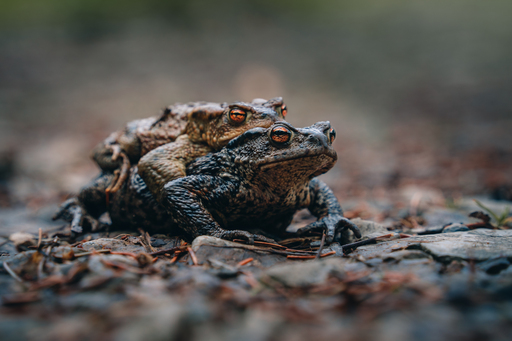 Nico Bogenreuther | Tierisch wild | Paarfotograf auf alleFotografen
