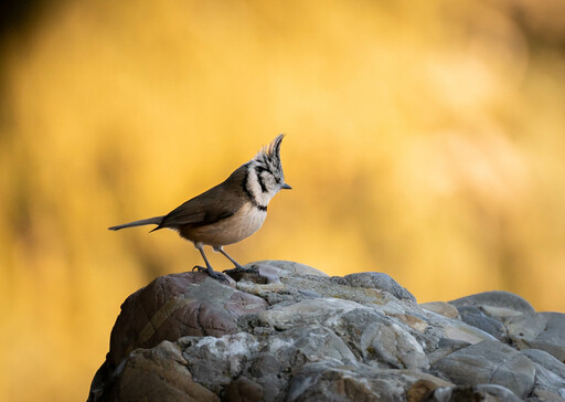 Nico Bogenreuther | Tierisch wild | Luftbildfotograf auf alleFotografen