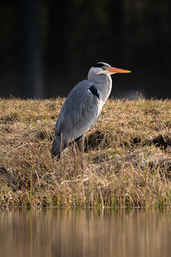 Nico Bogenreuther | Tierisch wild | Portraitfotograf auf alleFotografen