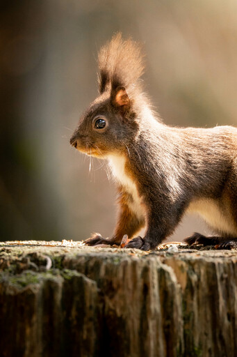 Nico Bogenreuther | Tierisch wild | Kinderfotograf auf alleFotografen