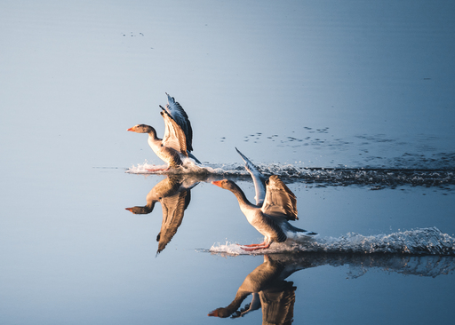 Nico Bogenreuther | Tierisch wild | Hochzeitsfotograf auf alleFotografen