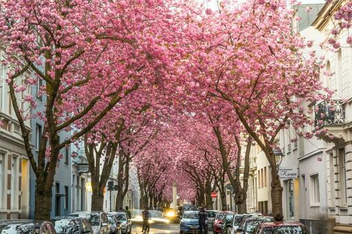 Fotografen in Bonn finden