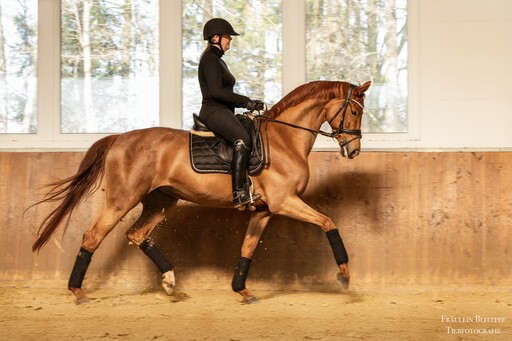 Fräulein Blitzfee Pferdefotografie | Portfolio | Tierfotograf auf alleFotografen