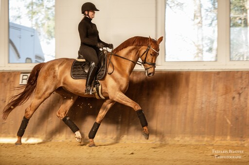 Fräulein Blitzfee Pferdefotografie | Portfolio | Pferdefotograf auf alleFotografen