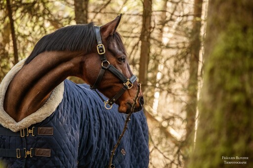 Fräulein Blitzfee Pferdefotografie | Portfolio | Tierfotograf auf alleFotografen