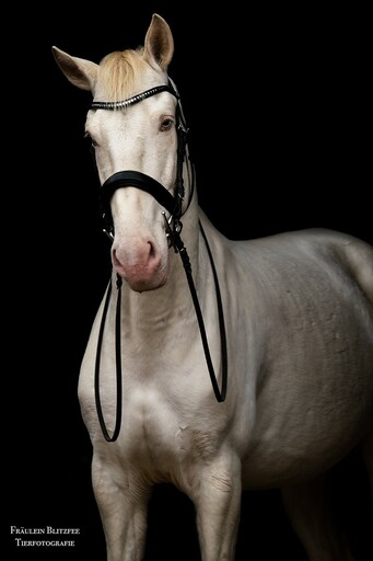 Fräulein Blitzfee Pferdefotografie | Portfolio | Pferdefotograf auf alleFotografen