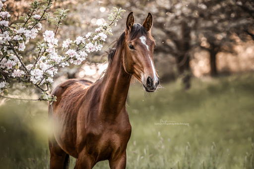 Soulmate Fotografie - Anika Bräutigam | Pferde | Hochzeitsfotograf auf alleFotografen