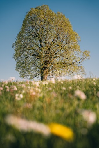 Nico Bogenreuther | Natur | Kinderfotograf auf alleFotografen