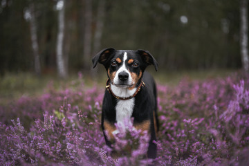 Bambifotografie