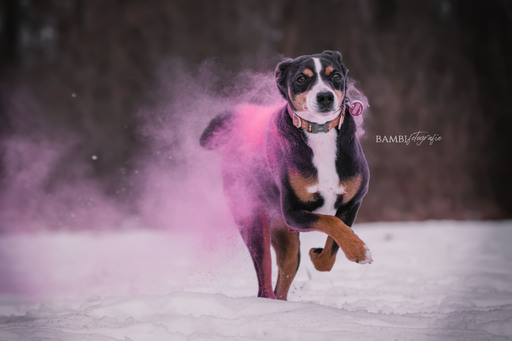 Bambifotografie | Hunde | Paarfotograf auf alleFotografen