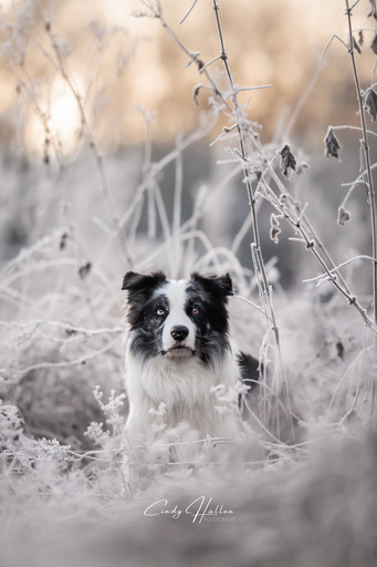 Cindy HΓΌllen Fotografie | Tierfotografie | Babyfotograf auf alleFotografen