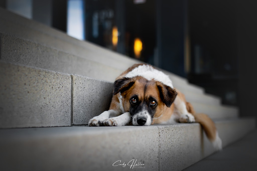 Cindy HΓΌllen Fotografie | Tierfotografie | Babyfotograf auf alleFotografen