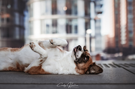 Cindy HΓΌllen Fotografie | Tierfotografie | Hundefotograf auf alleFotografen