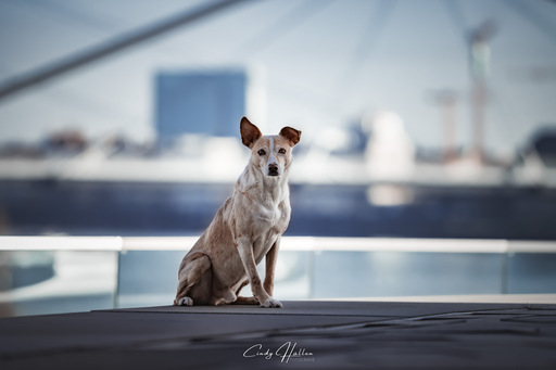 Cindy HΓΌllen Fotografie | Tierfotografie | Portraitfotograf auf alleFotografen