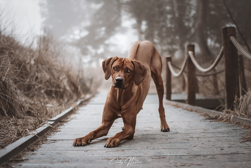 Cindy HΓΌllen Fotografie | Tierfotografie | Hundefotograf auf alleFotografen