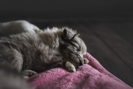 Cindy HΓΌllen Fotografie | Tierfotografie | Tierfotograf auf alleFotografen