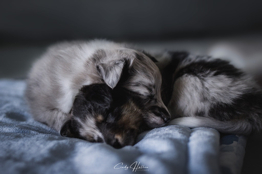 Cindy HΓΌllen Fotografie | Tierfotografie | Hundefotograf auf alleFotografen