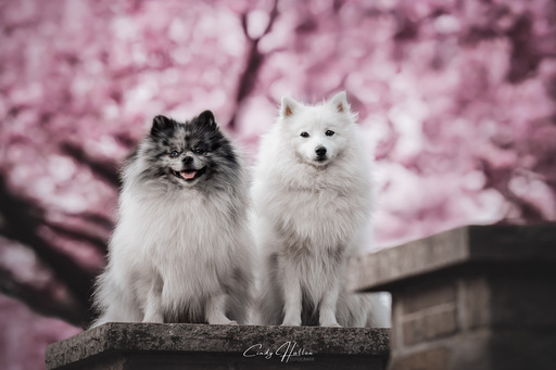 Cindy HΓΌllen Fotografie | Tierfotografie | Pferdefotograf auf alleFotografen