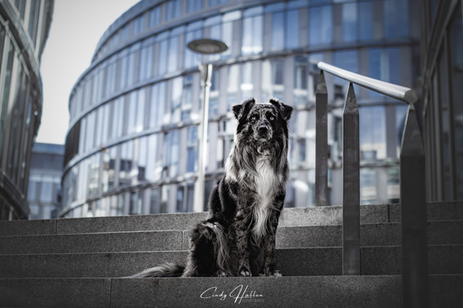 Cindy HΓΌllen Fotografie | Tierfotografie | Portraitfotograf auf alleFotografen