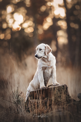 Cindy HΓΌllen Fotografie | Tierfotografie | Pferdefotograf auf alleFotografen