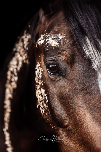Cindy HΓΌllen Fotografie | Tierfotografie | Portraitfotograf auf alleFotografen