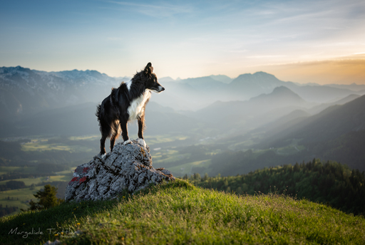 Margalide Trattler Photographie | Hunde | Tierfotograf auf alleFotografen