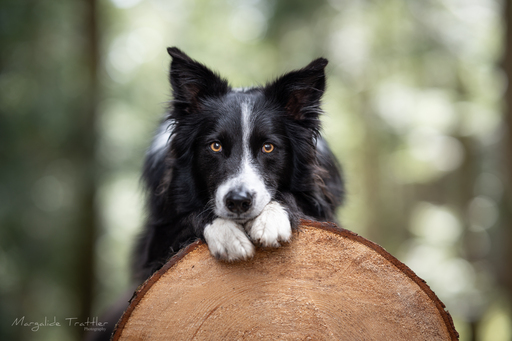 Margalide Trattler Photographie | Hunde | Hundefotograf auf alleFotografen