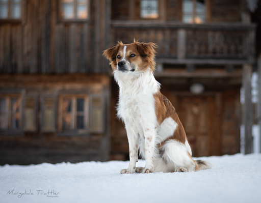 Margalide Trattler Photographie | Hunde | Pferdefotograf auf alleFotografen