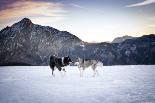 Margalide Trattler Photographie | Hunde | Tierfotograf auf alleFotografen