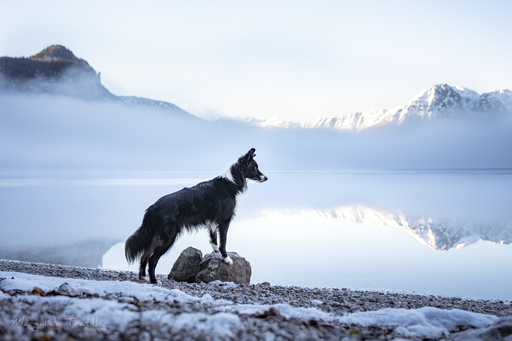 Margalide Trattler Photographie | Hunde | Hundefotograf auf alleFotografen